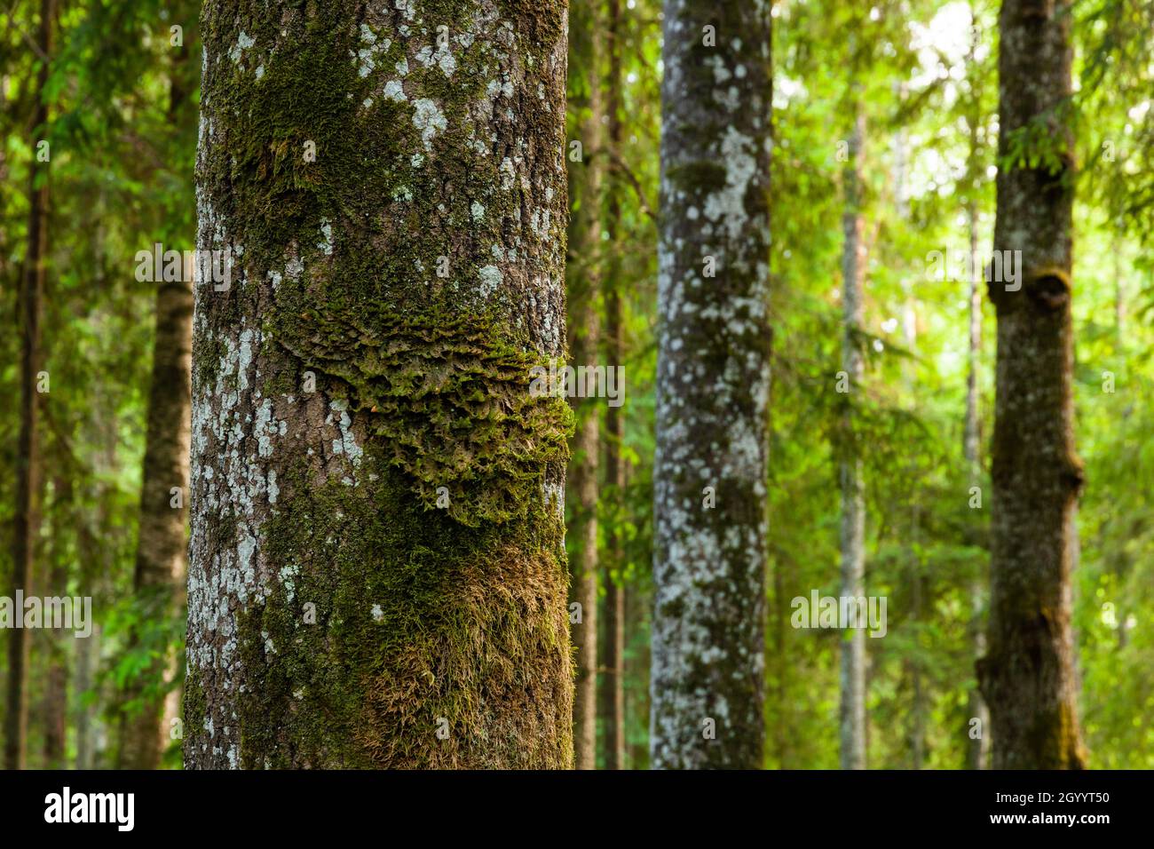 Neckera pennata growing on an Aspen bark in an old-growth forest. Neckera pennata is a species of moss belonging to the family Neckeraceae. Stock Photo