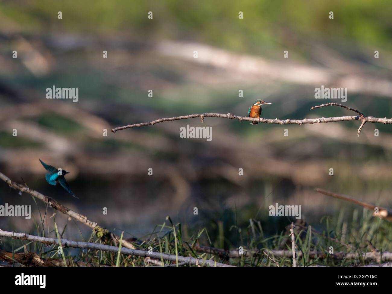 Common kingfisher bird ( alcedo atthis) standing on branch while other bird flying in background Stock Photo