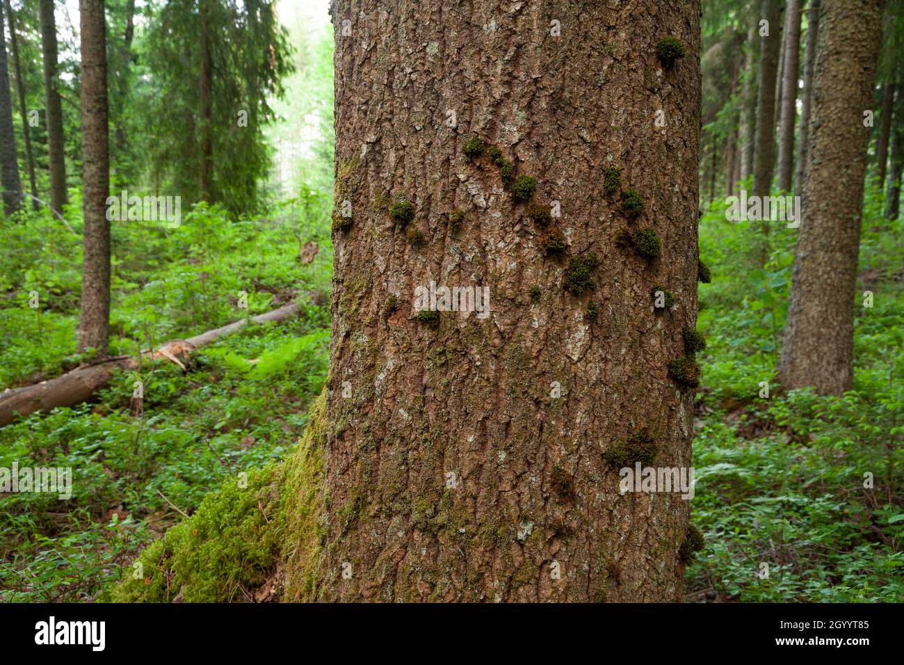 A group of small Ulota crispa moss frowing on a tree trunk in Estonian old-growth forest. Stock Photo