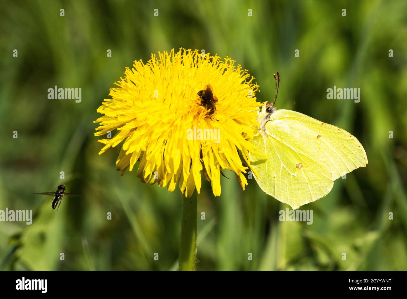 Brimstone butterfly, Gonepteryx rhamni collecting nectar from a blooming weed Common dandelion, Taraxacum officinale. Stock Photo