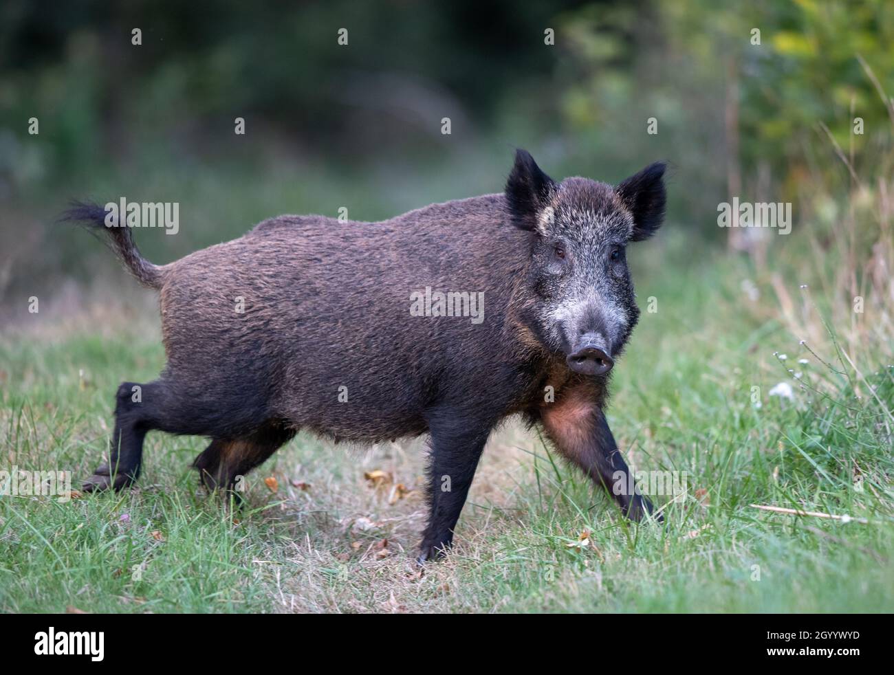 Wild boar (sus scrofa ferus) standing on meadow in forest in summer ...