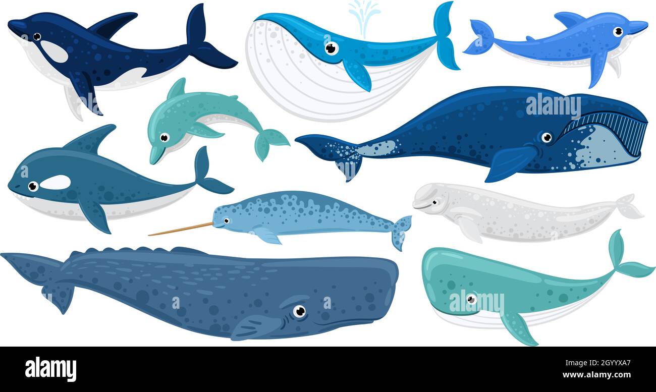Cartoon underwater mammals, dolphin, beluga whale, orca, sperm whale. Marine animals, humpback whale, narwhal, killer whale vector illustration set Stock Vector