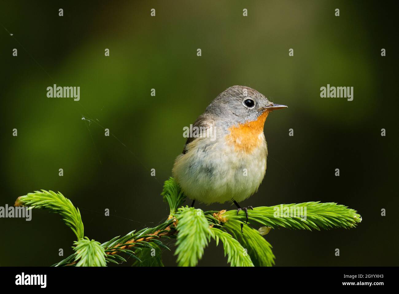 Close-up of an adult male Red-breasted flycatcher, Ficedula parva in an old-growth boreal forest in Estonia, Northern Europe. Stock Photo