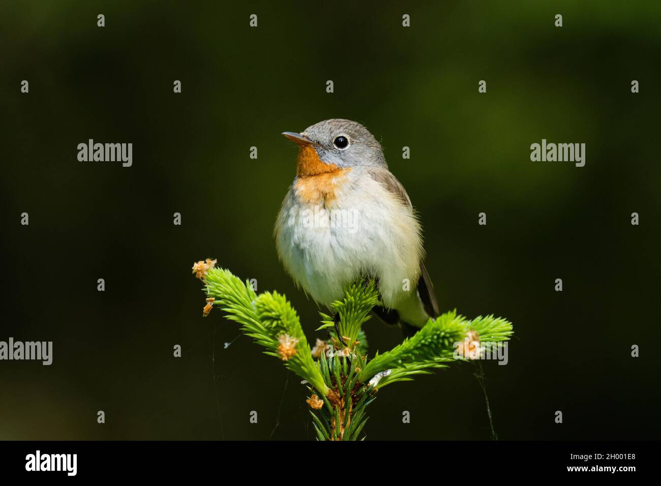 Close-up of an adult male Red-breasted flycatcher, Ficedula parva in an old-growth boreal forest in Estonia, Northern Europe. Stock Photo