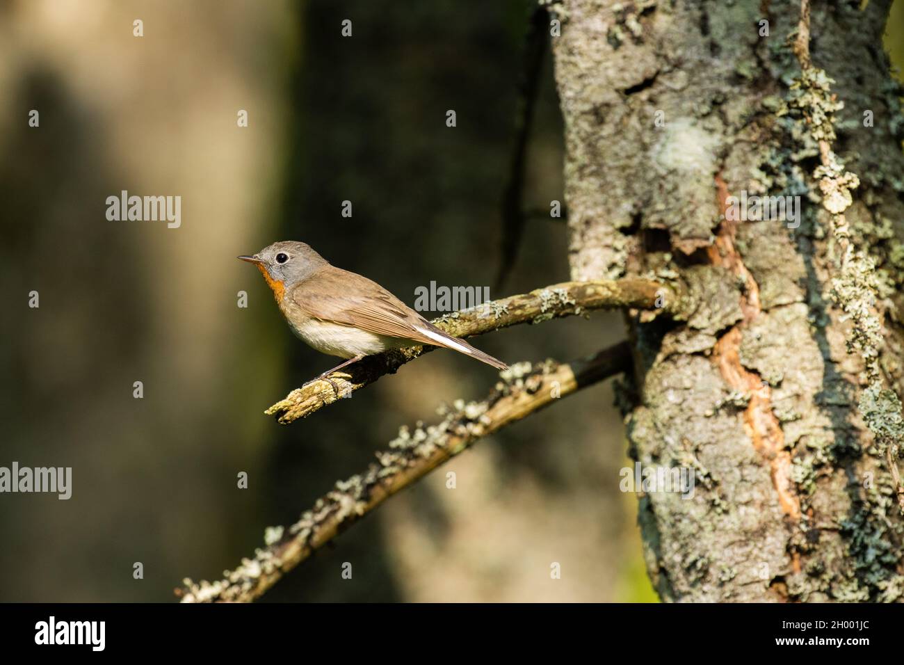 Red-breasted flycatcher, Ficedula parva perched in an old forest in Estonia, Northern Europe. Stock Photo
