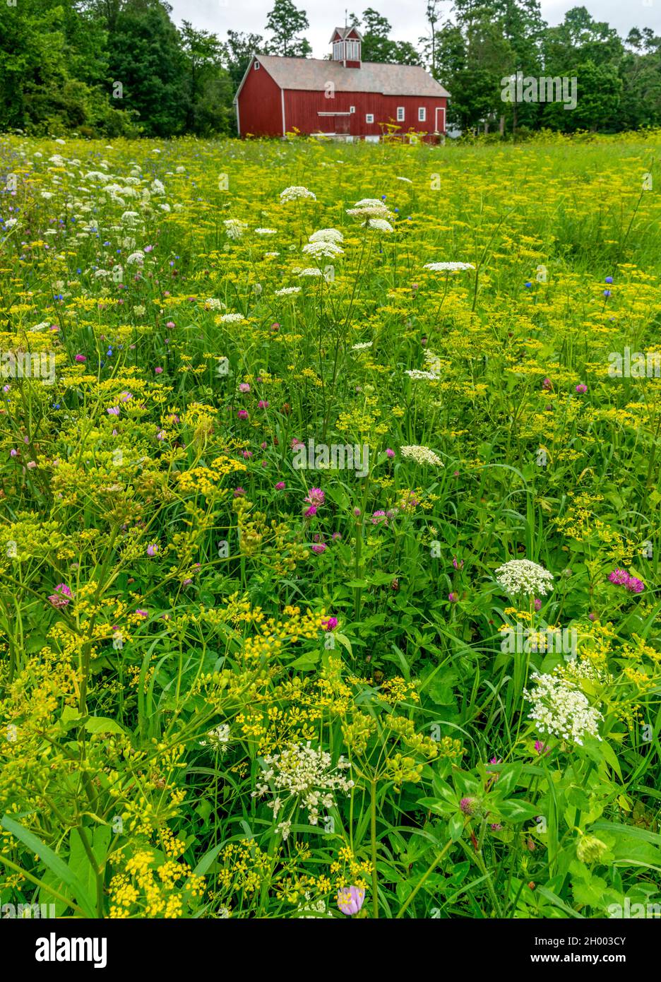 Summer scene of a red barn with wild flowers in hires stock