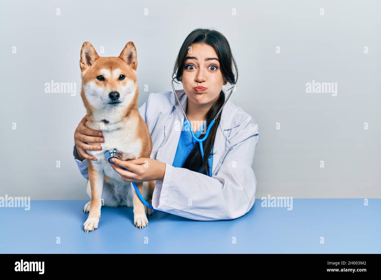 Beautiful hispanic veterinarian woman checking dog health puffing cheeks  with funny face. mouth inflated with air, catching air Stock Photo - Alamy