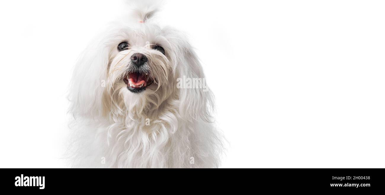 Beautiful and cute white bichon maltese dog over isolated background ...