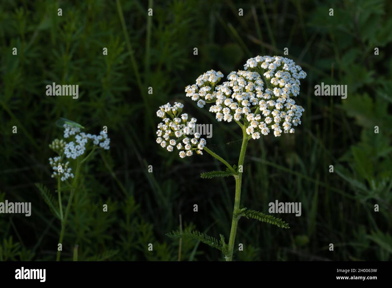 Blooming white flower Common yarrow, Achillea millefolium on a dry meadow in Estonia, Northern Europe. Stock Photo