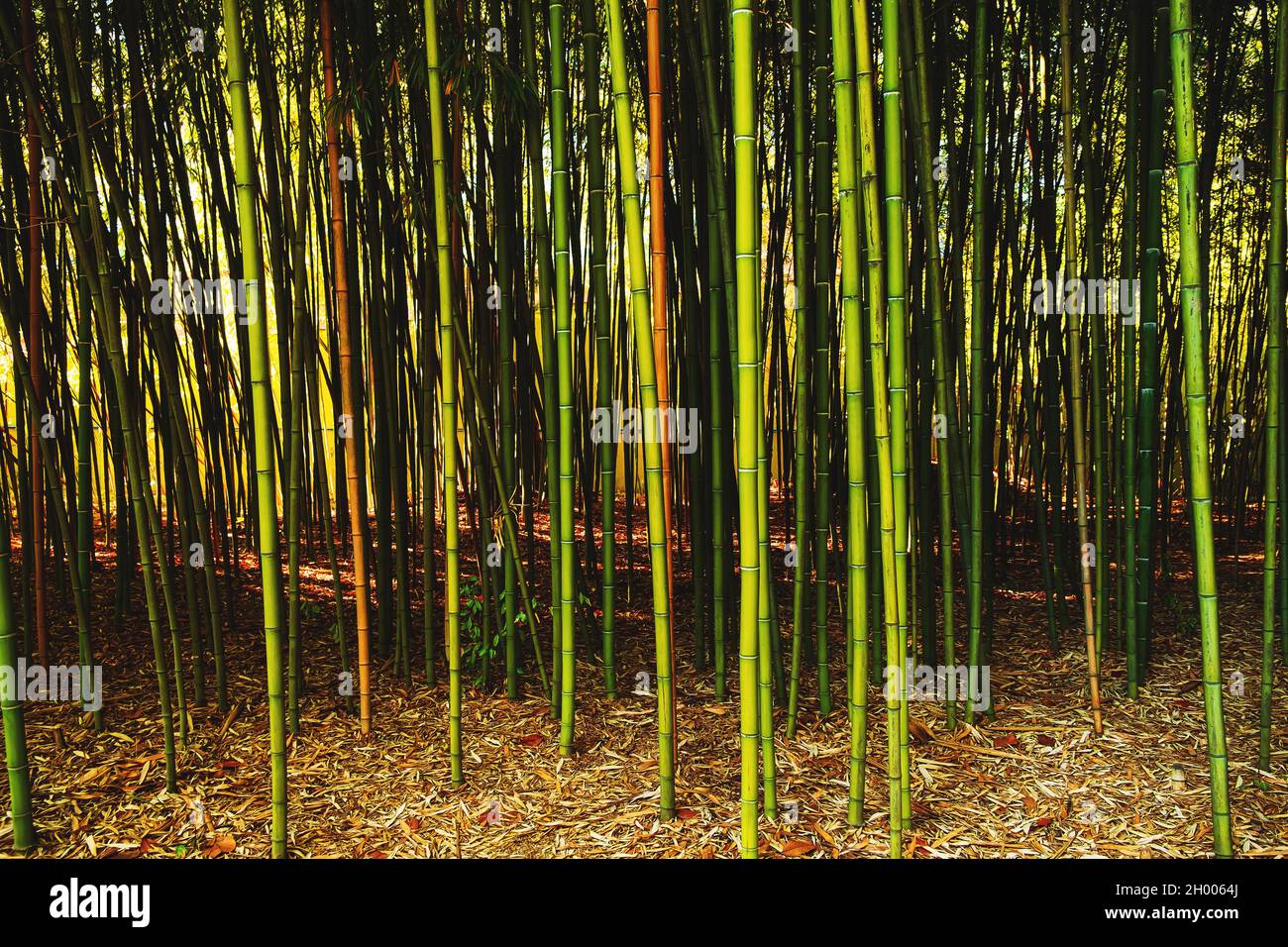 Bamboo forest. Wallpaper with green and brown bamboo growing in nature