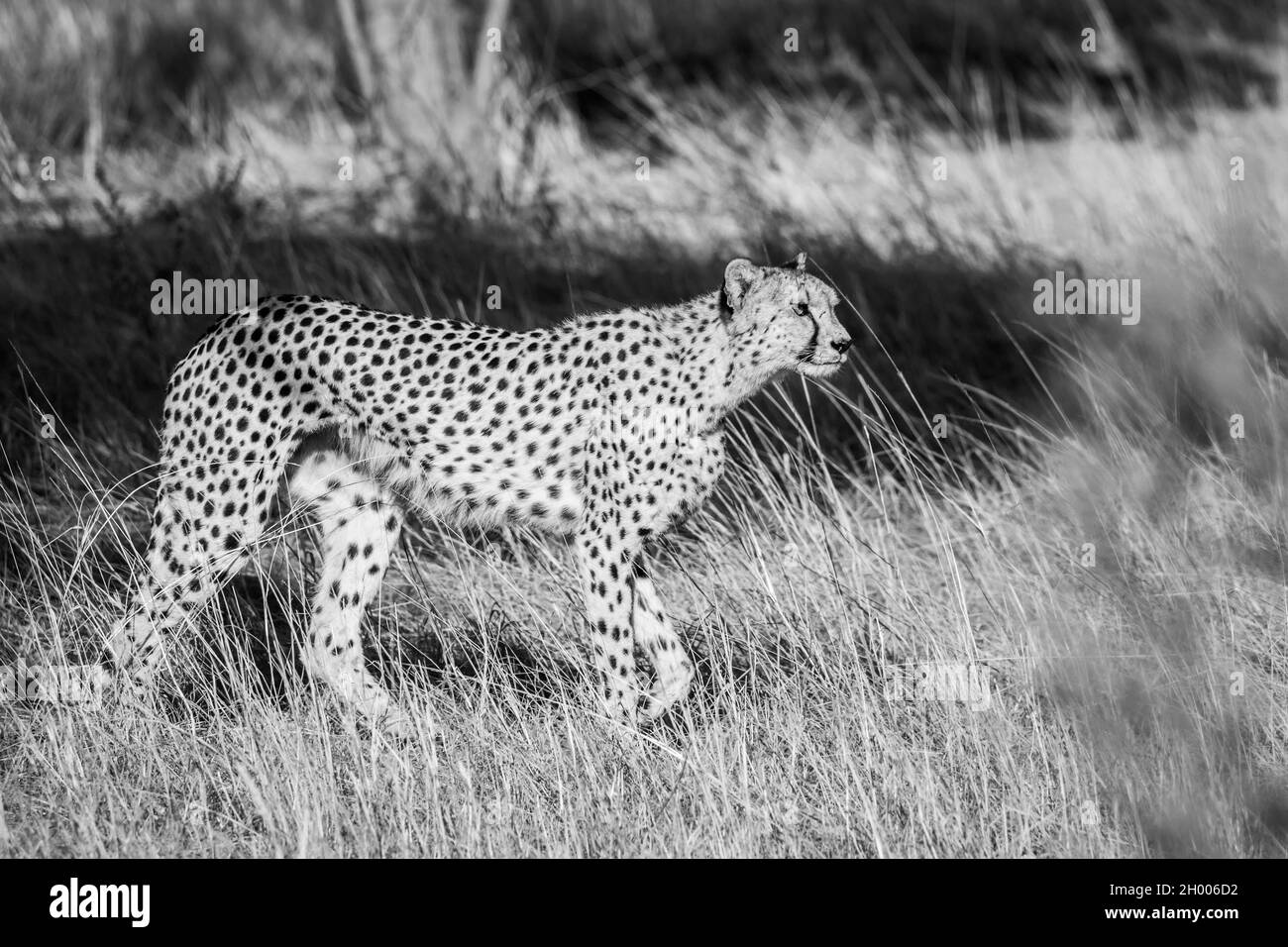 Cheetah walking in dry grassland in Kgalagadi transfrontier park, South ...