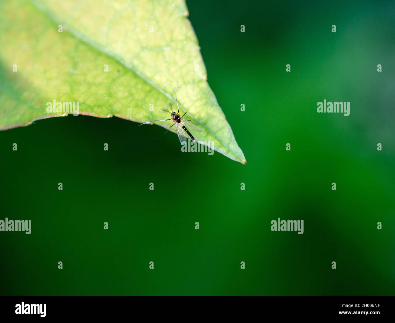 A tiny insect on the leaf of a plant Stock Photo - Alamy