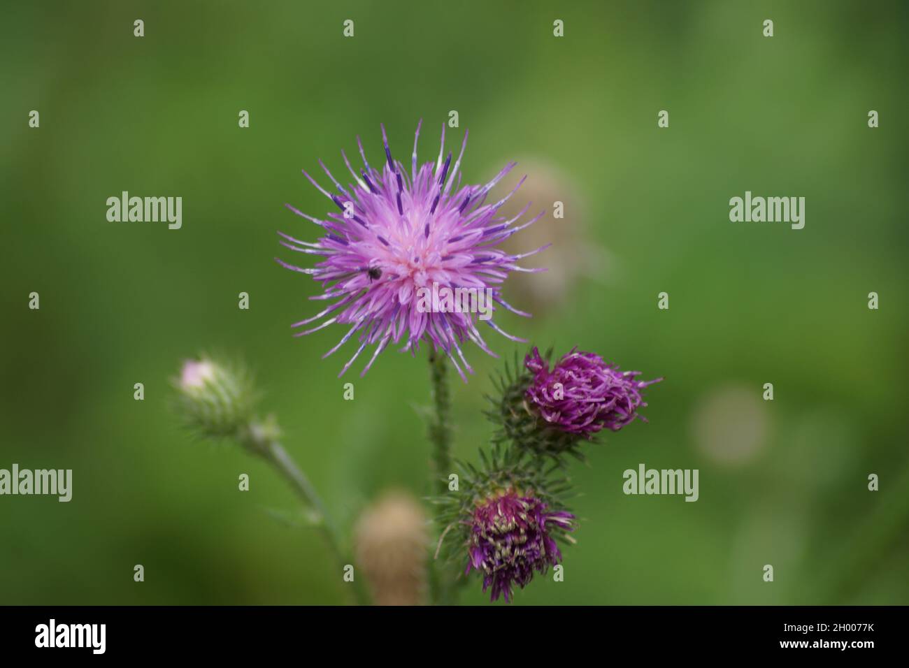 A purple field flower outdoors Stock Photo - Alamy