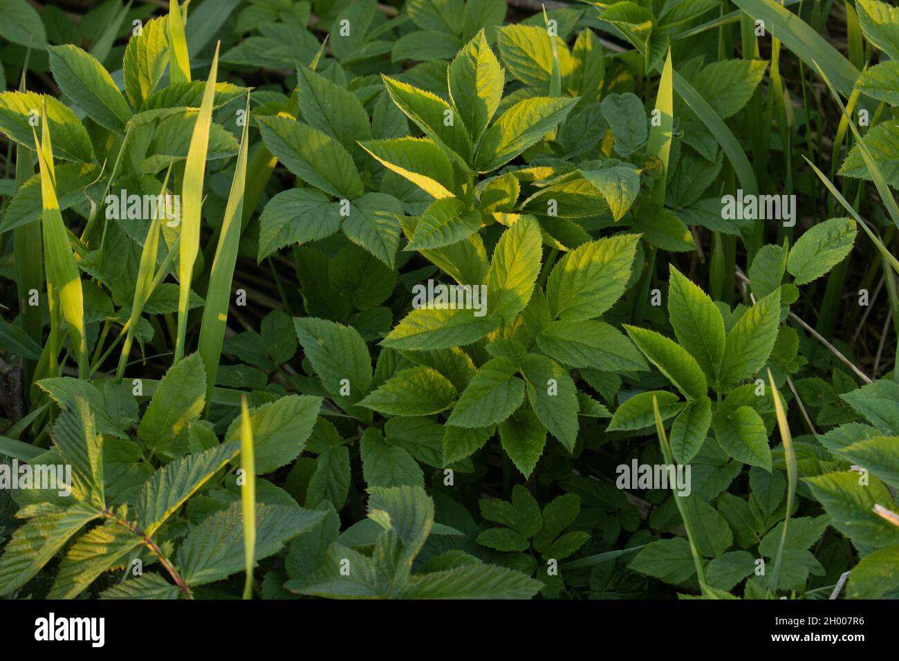 Fresh and edible leaves of Ground elder, Aegopodium podagraria on a spring evening in Northern Europe. Stock Photo