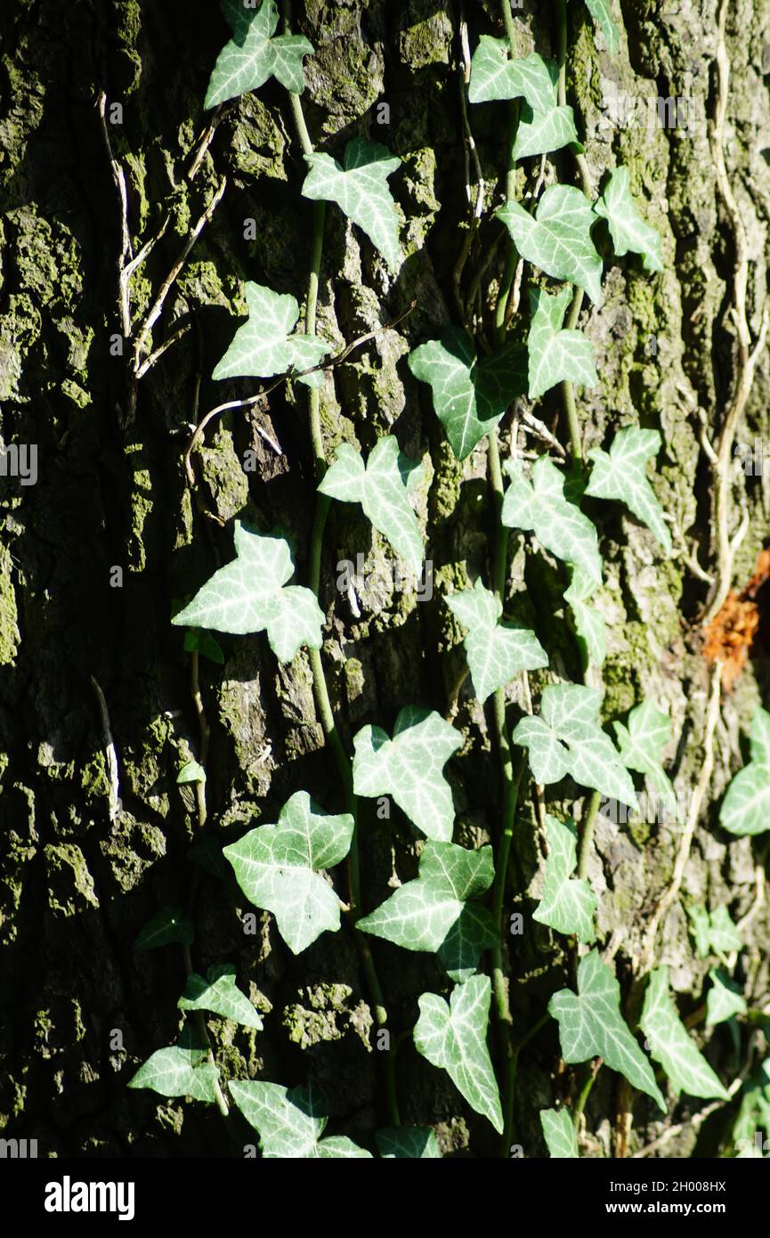 Efeu an einem Baum Stock Photo