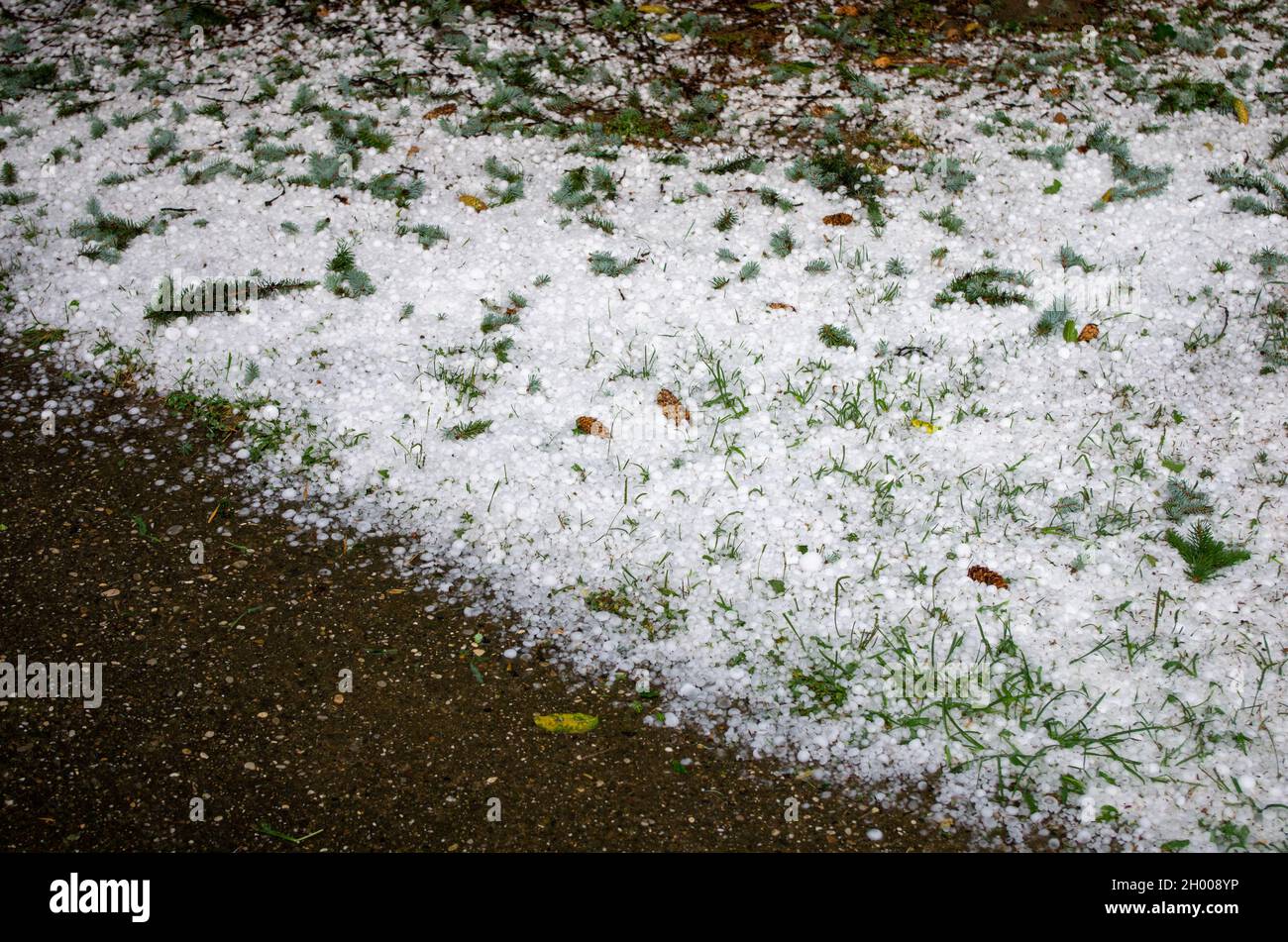 Damage from hail storm in garden with evergreen tree branches fallen ...