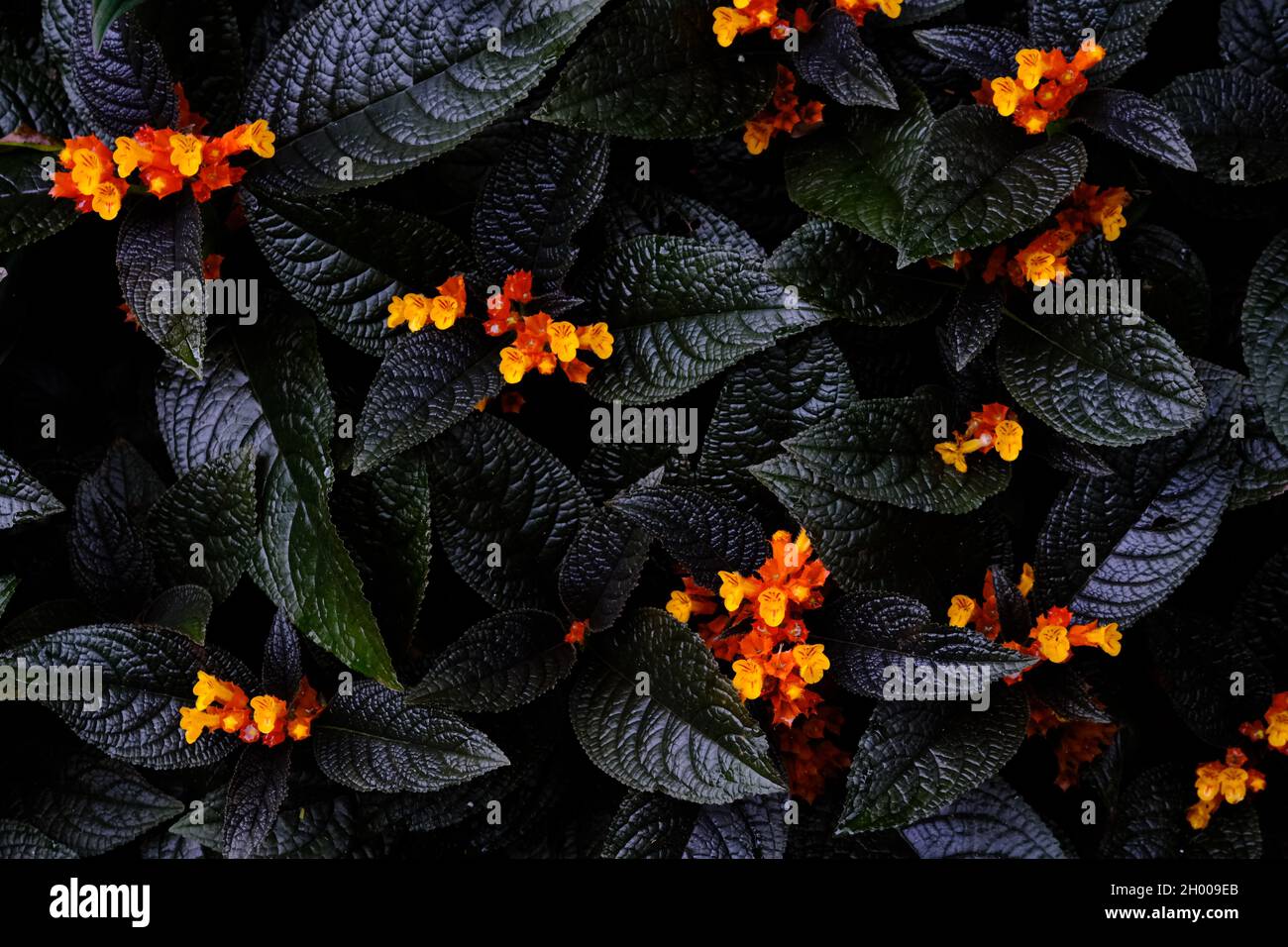 Golden bell tree pickled as beautiful as gold (Chrysothemis pulchella also known as sunset bells, black flamingo, copper leaf or simply chryothemis) Stock Photo