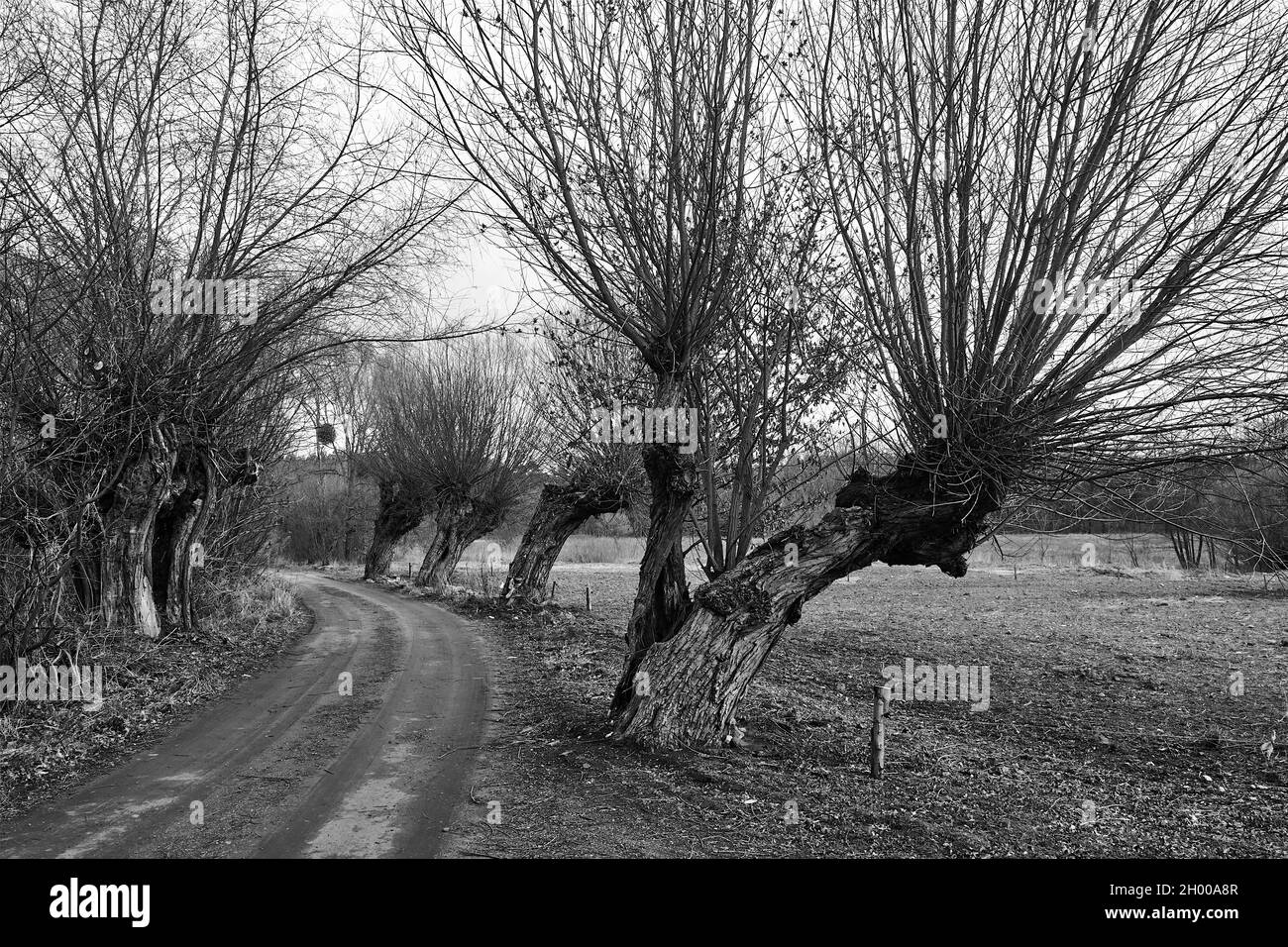 Old willow trees growing along a dirt road in Poland , monochrome Stock