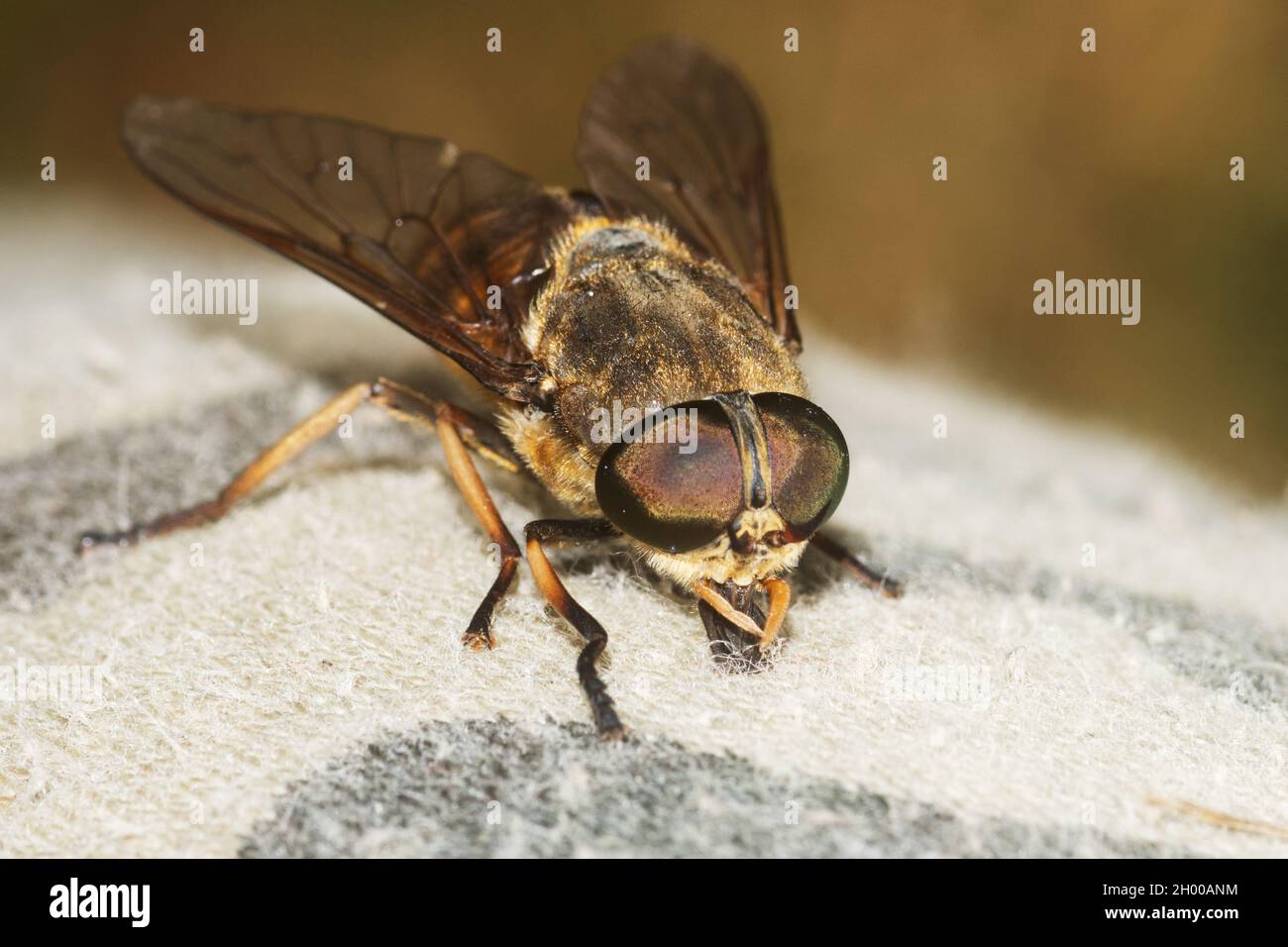 Large Pale giant horse-fly, Tabanus bovinus on a fabric, trying to suck blood. Stock Photo