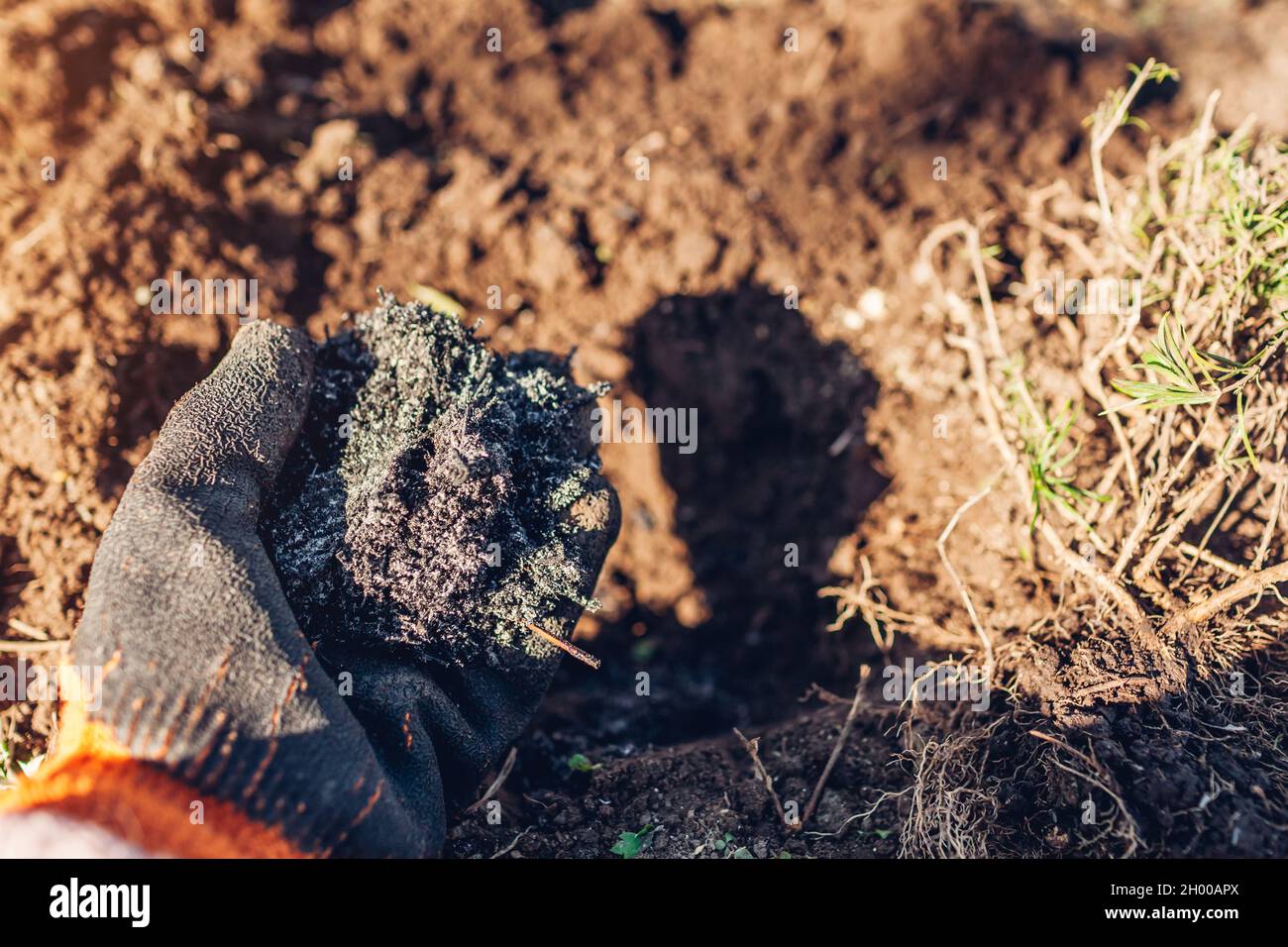 Fertilizing soil with ash before planting. Gardener holding handful of ash. Ecologically