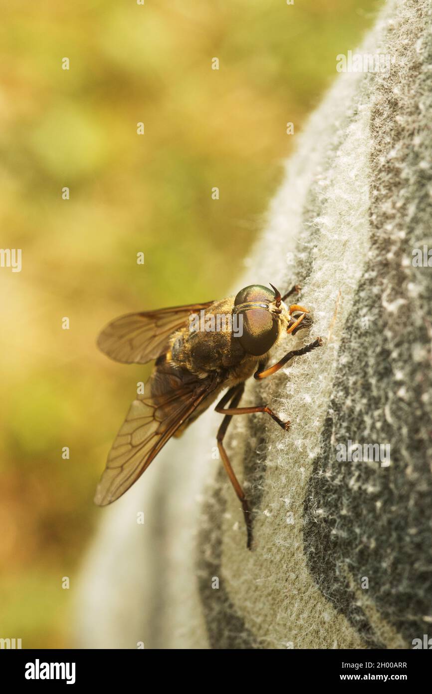 Large Pale giant horsefly, Tabanus bovinus on a fabric, trying to suck