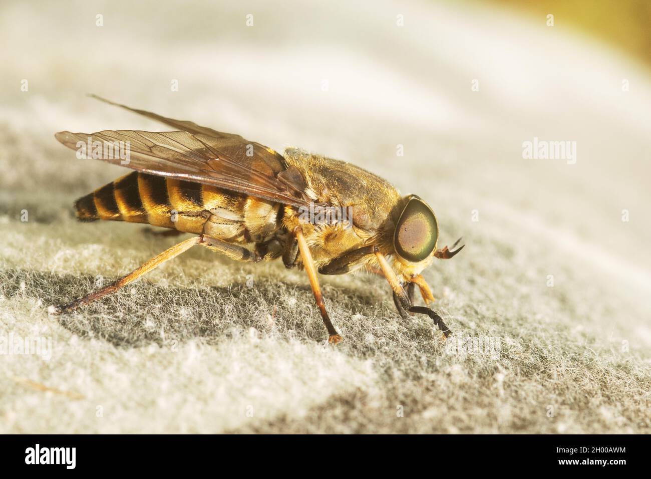 Large Pale giant horse-fly, Tabanus bovinus on a fabric, trying to suck blood. Stock Photo