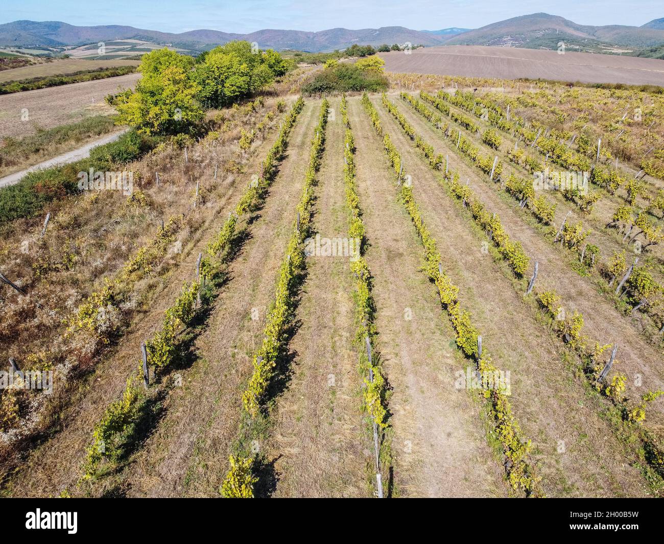Hungary, Bogacs Grapevine bushes in the vineyard in front of Bukk Mountains are seen in Bogacs, Hungary on 25 September 2021  Credit: Vadim Pacajev/Alamy Live News Stock Photo