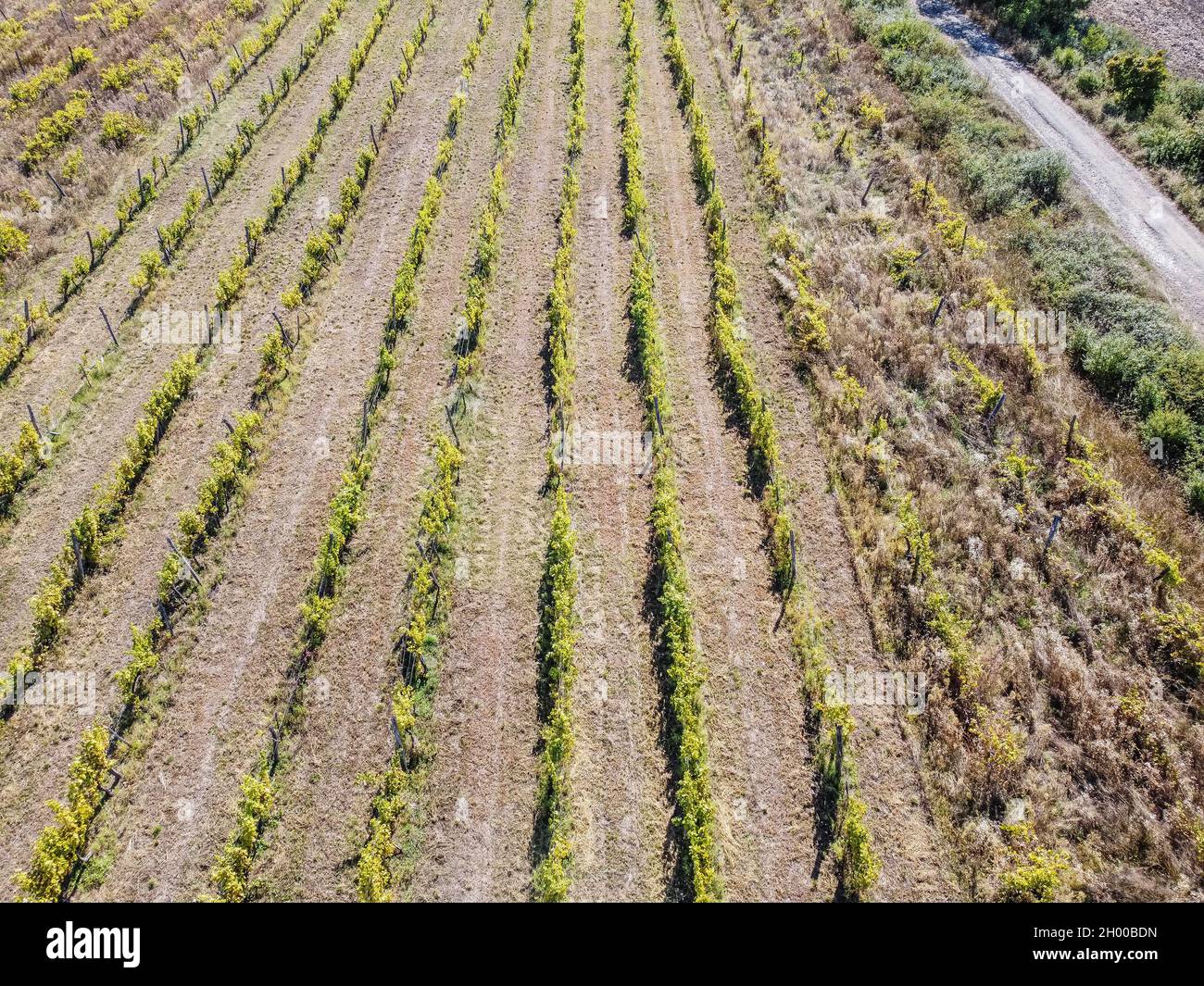 Hungary, Bogacs Aerial view of the vineyard located on the south-eastern foot of the Bukk Mountains is seen near Bogacs, Hungary on 25 September 2021  Credit: Vadim Pacajev/Alamy Live News Stock Photo