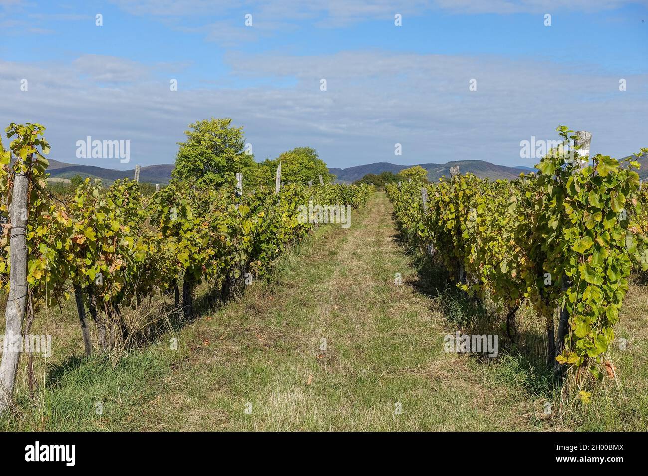 Hungary, Bogacs Vineyard located on the south-eastern foot of the Bukk Mountains is seen near Bogacs, Hungary on 25 September 2021  Credit: Vadim Pacajev/Alamy Live News Stock Photo