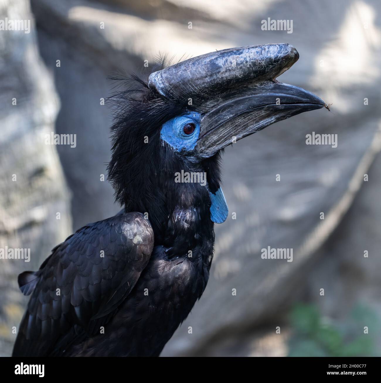 The black-casqued hornbill (Ceratogymna atrata) or black-casqued wattled hornbill Stock Photo