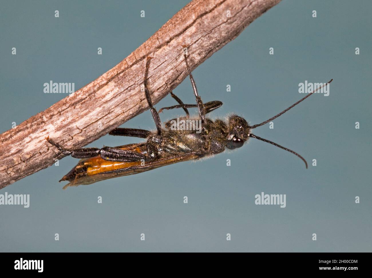Portrait of a male horntail wasp (Family: Siricidae), Sirex areolatus, perching on a branch, in the Cascade Mountains of central Oregon. Stock Photo
