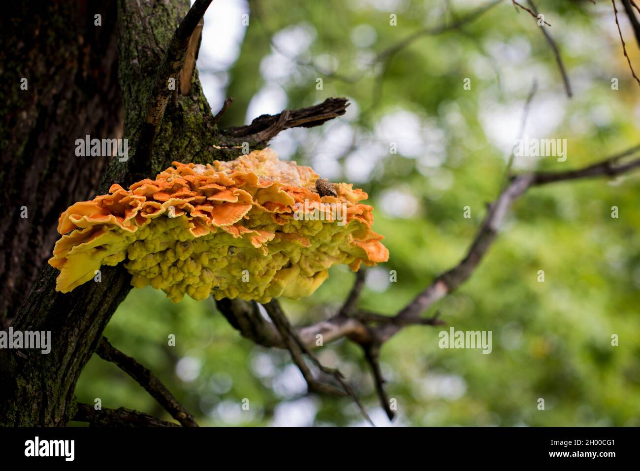 Mushroom macro choice edible wild mushroom laetiporus sulphureus Stock Photo