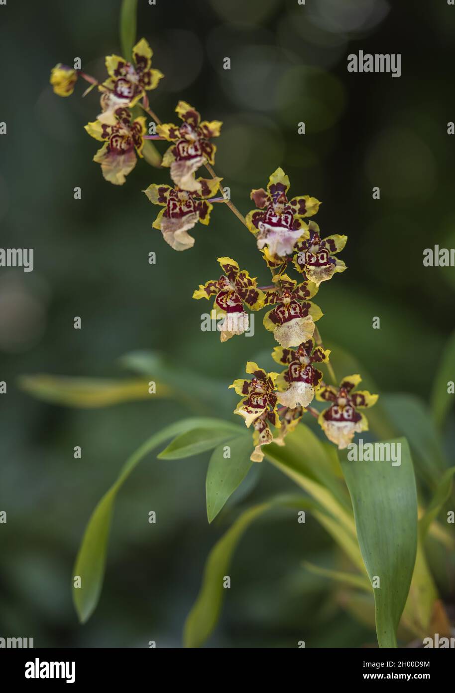A vertical shot of a Dancing-lady Orchid plant in a nice gard Stock Photo