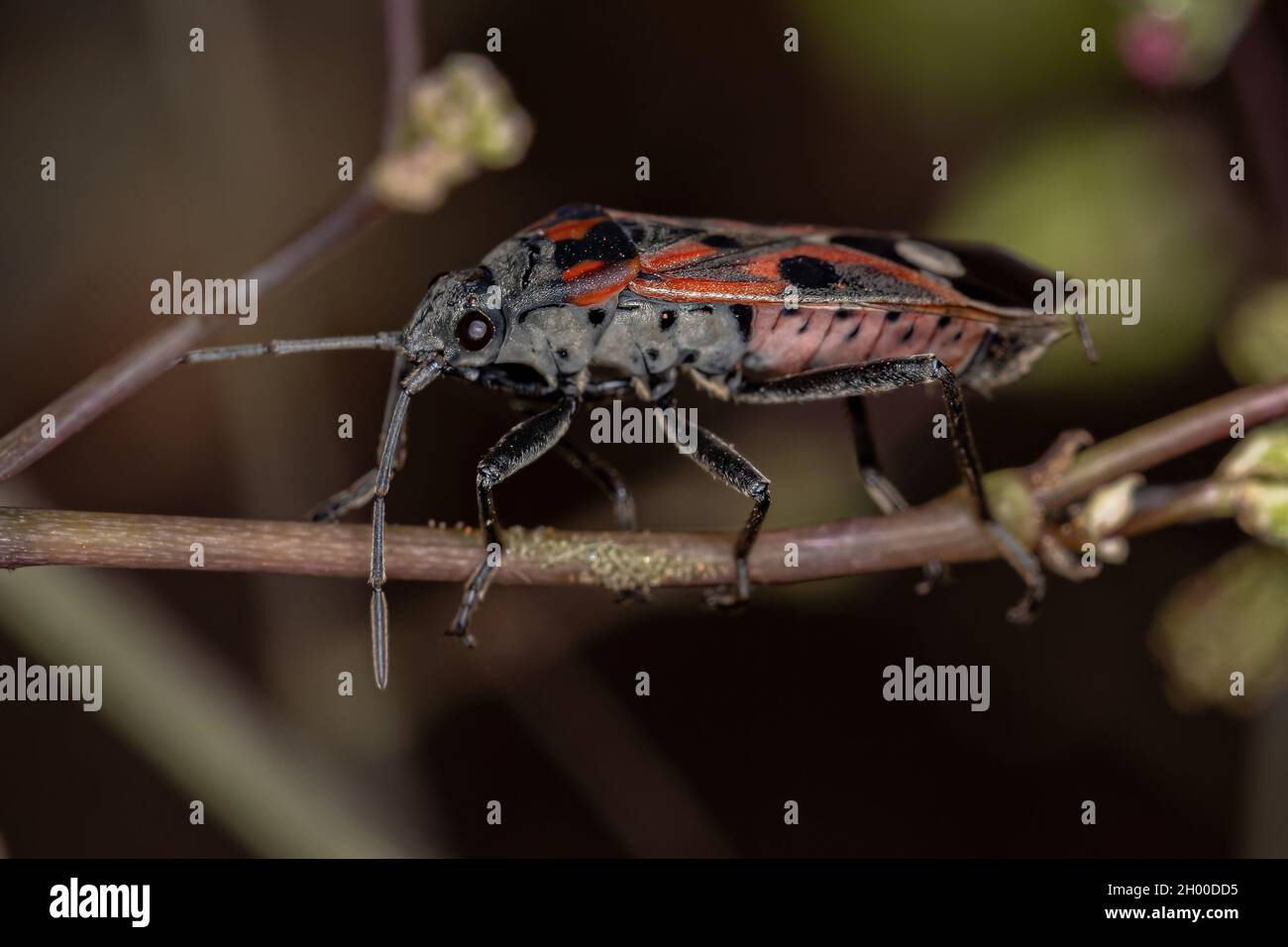 Crossed species hi-res stock photography and images - Alamy