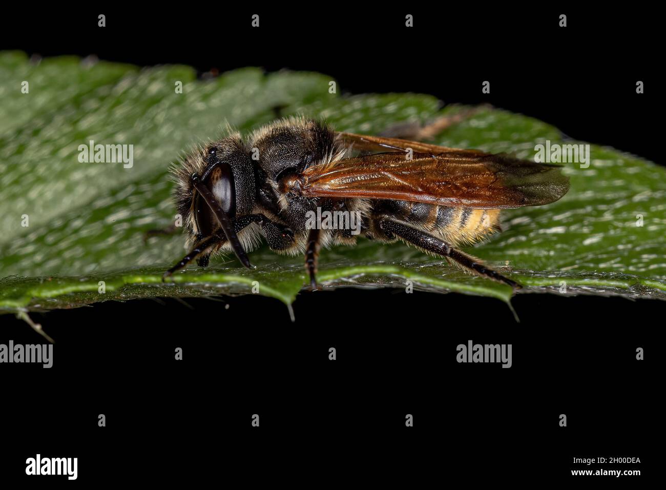 Adult Black Bee of the Family Megachilidae Stock Photo