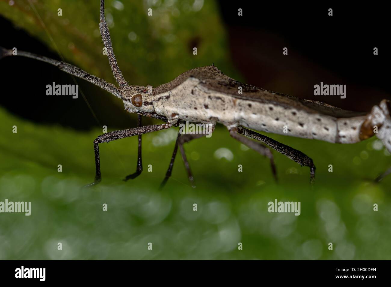 Adult Leaf-footed Bugs of the genus Chariesterus coupling Stock Photo