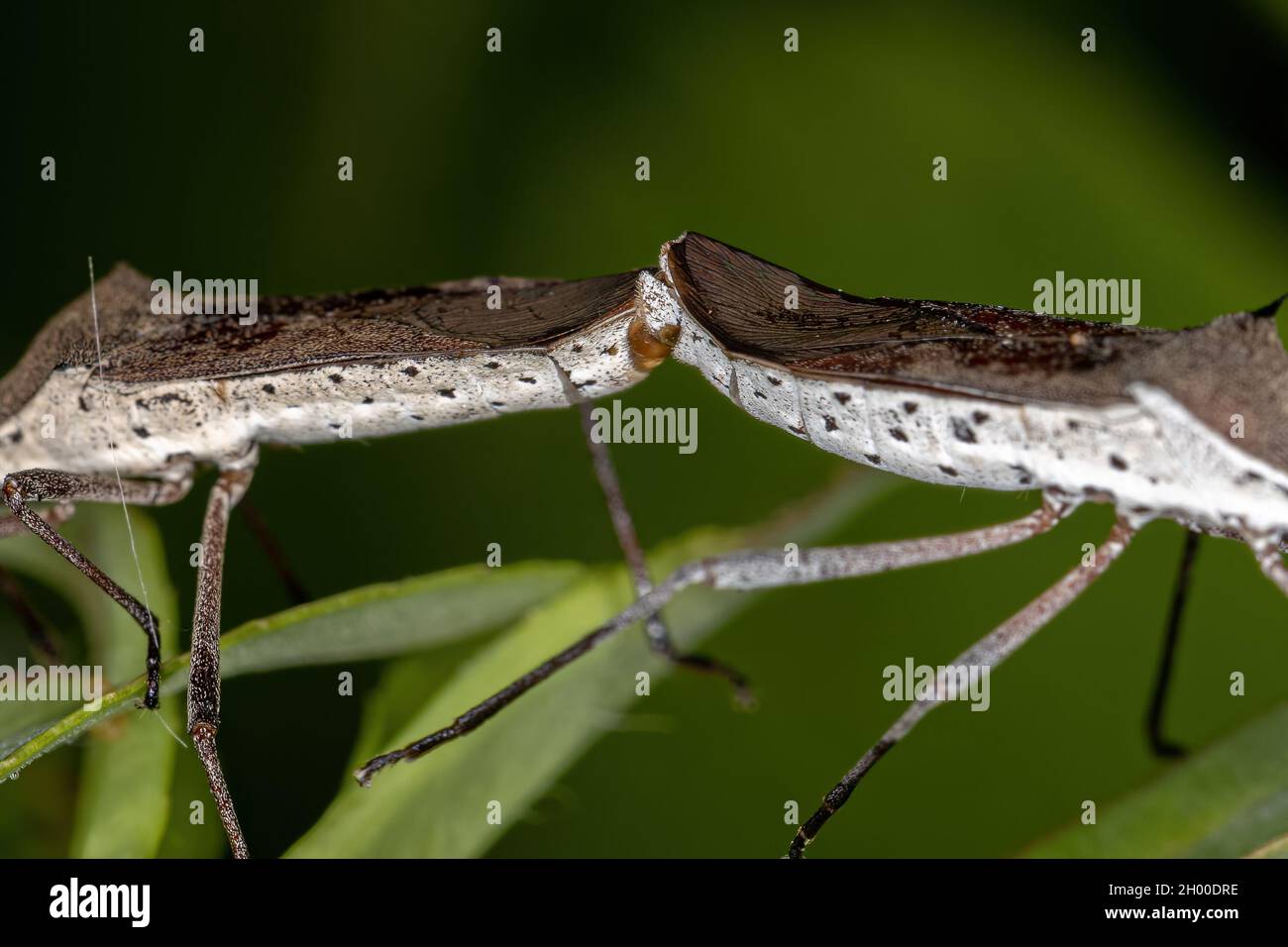 Adult Leaf-footed Bugs of the genus Chariesterus coupling Stock Photo