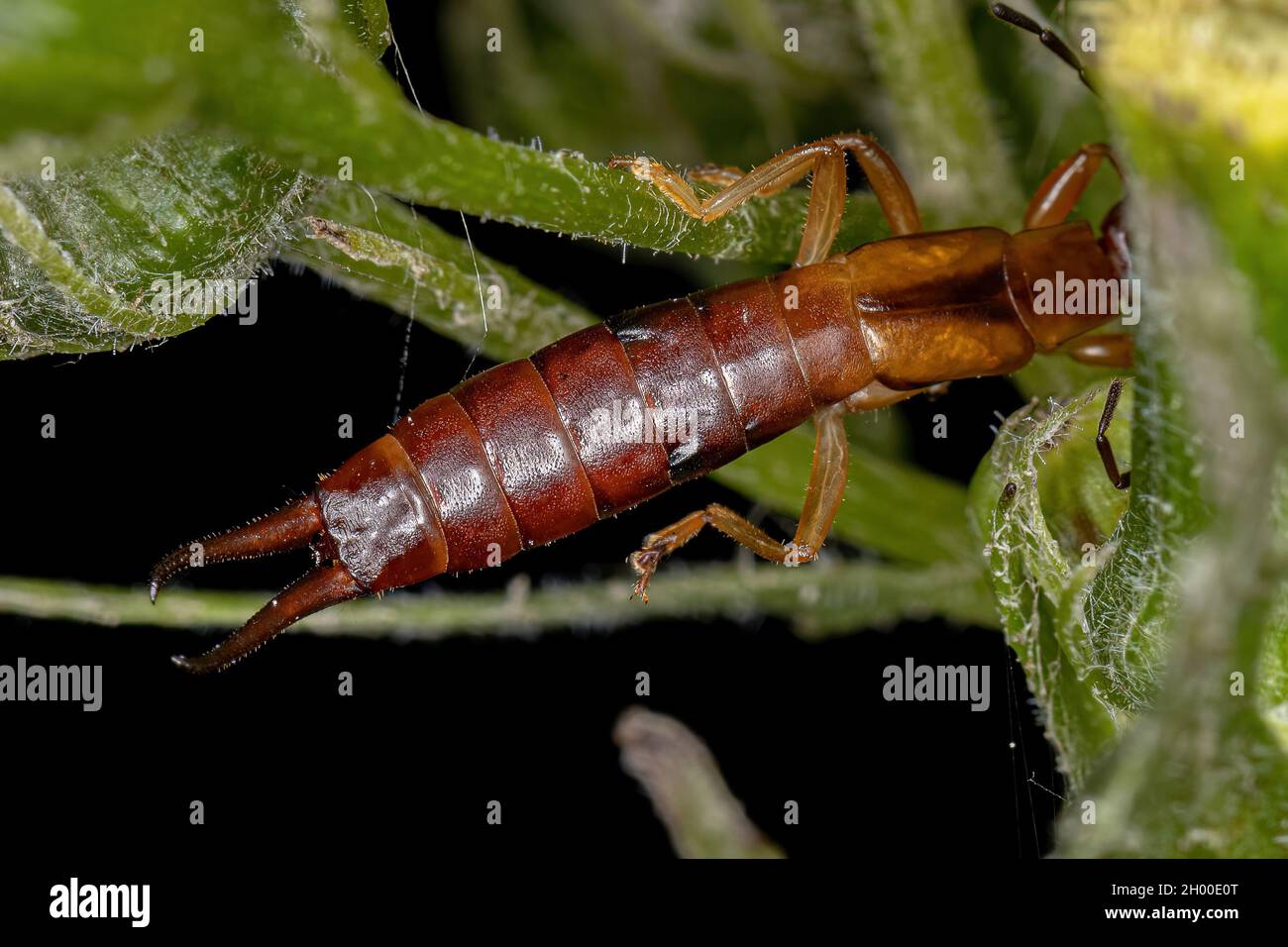 Adult Common Earwig of the Family Forficulidae Stock Photo