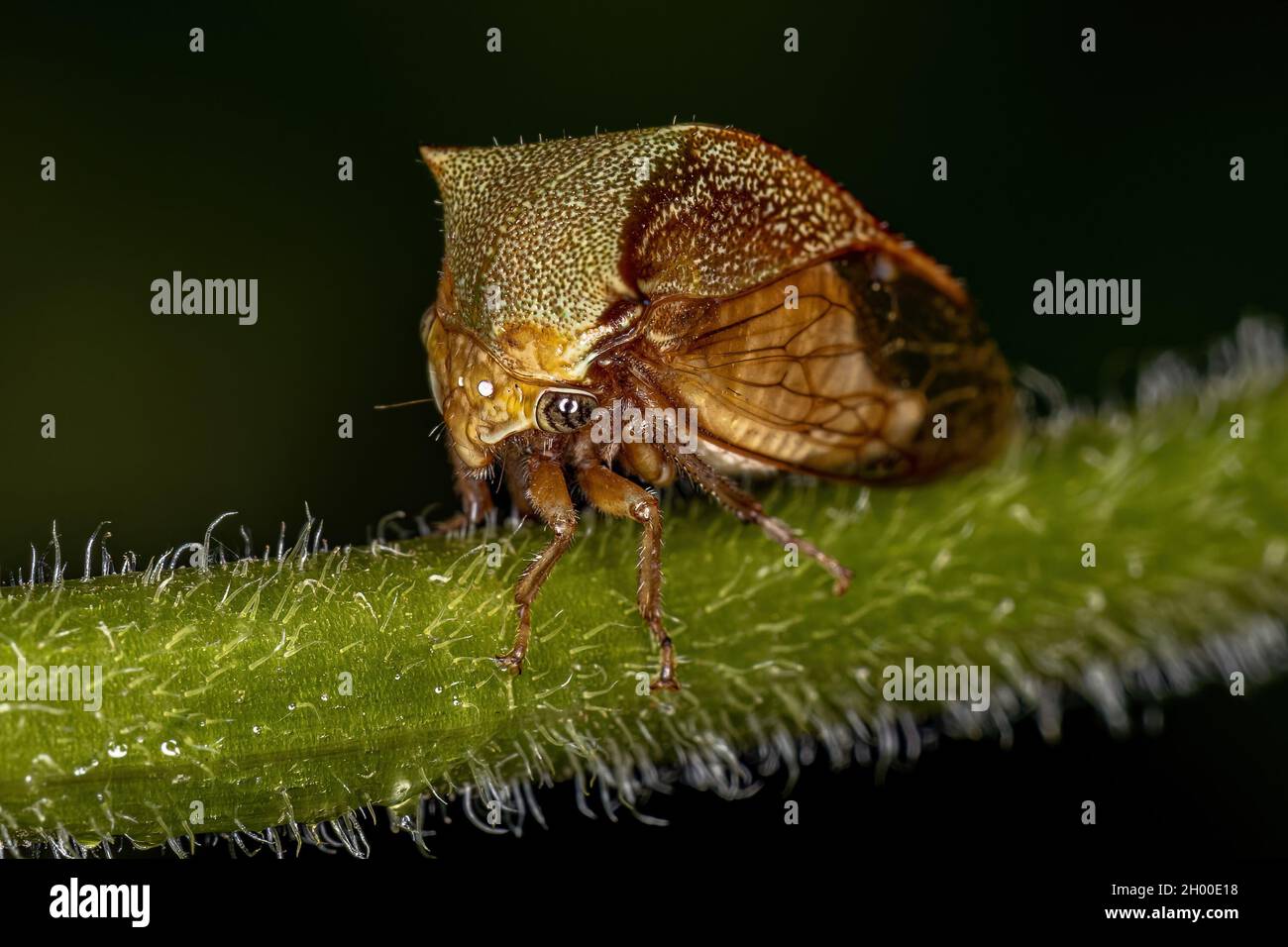 Adult Buffalo Treehopper of the Tribe Ceresini Stock Photo - Alamy