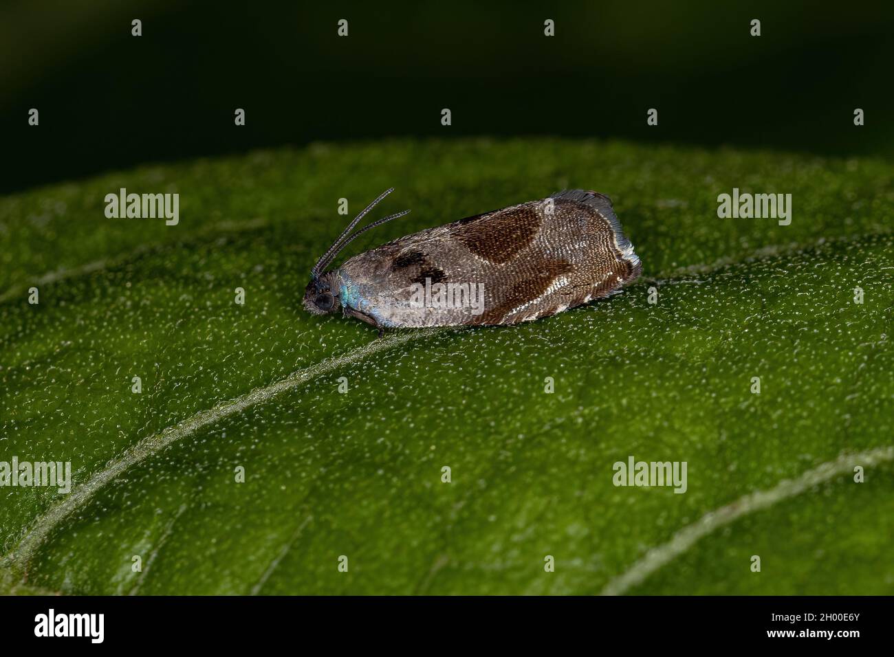 Adult Tortricid Leafroller Moth of the Family Tortricidae Stock Photo
