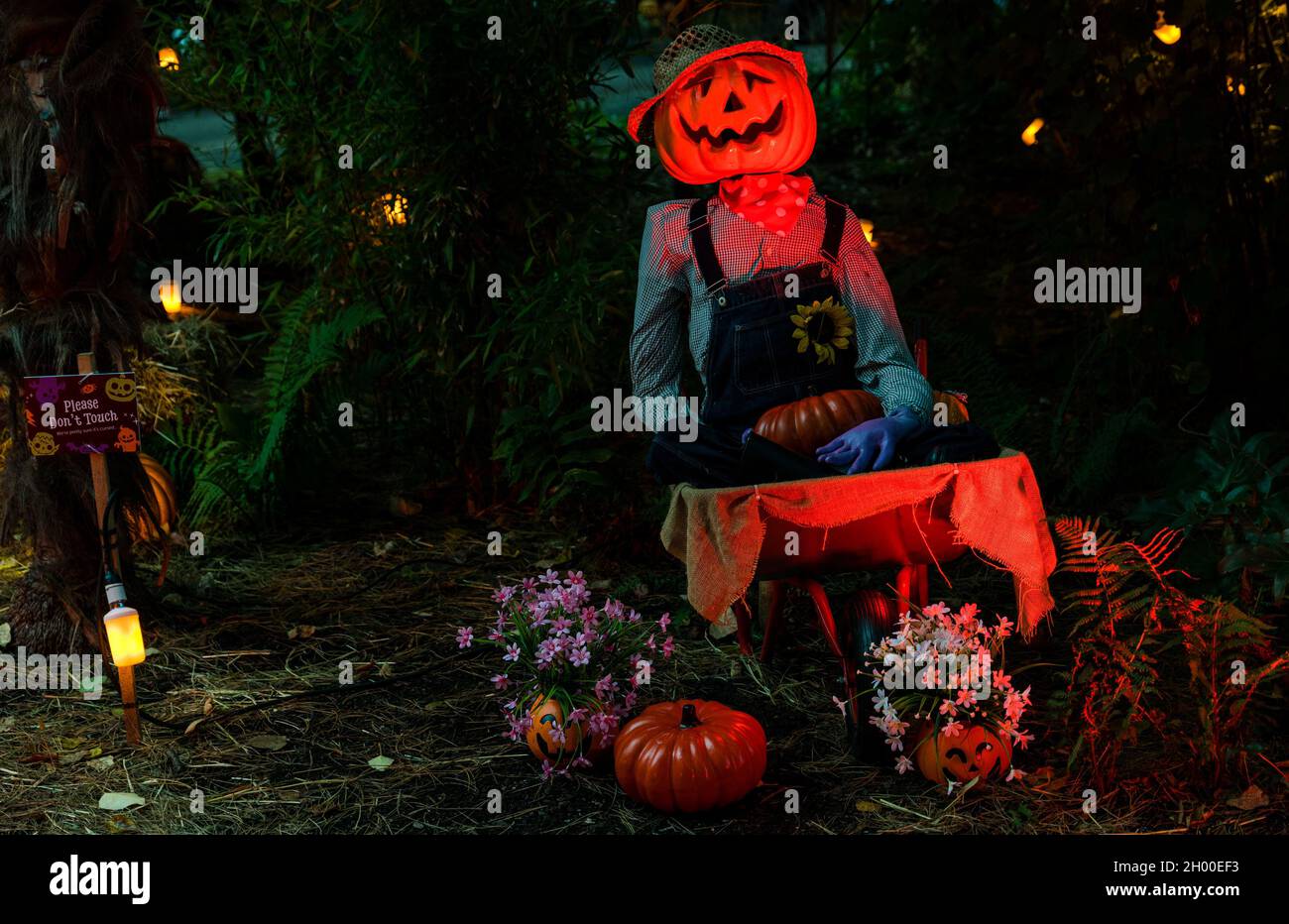 Pumpkin scarecrows in Halloween display at night time, Scotland, UK Stock Photo