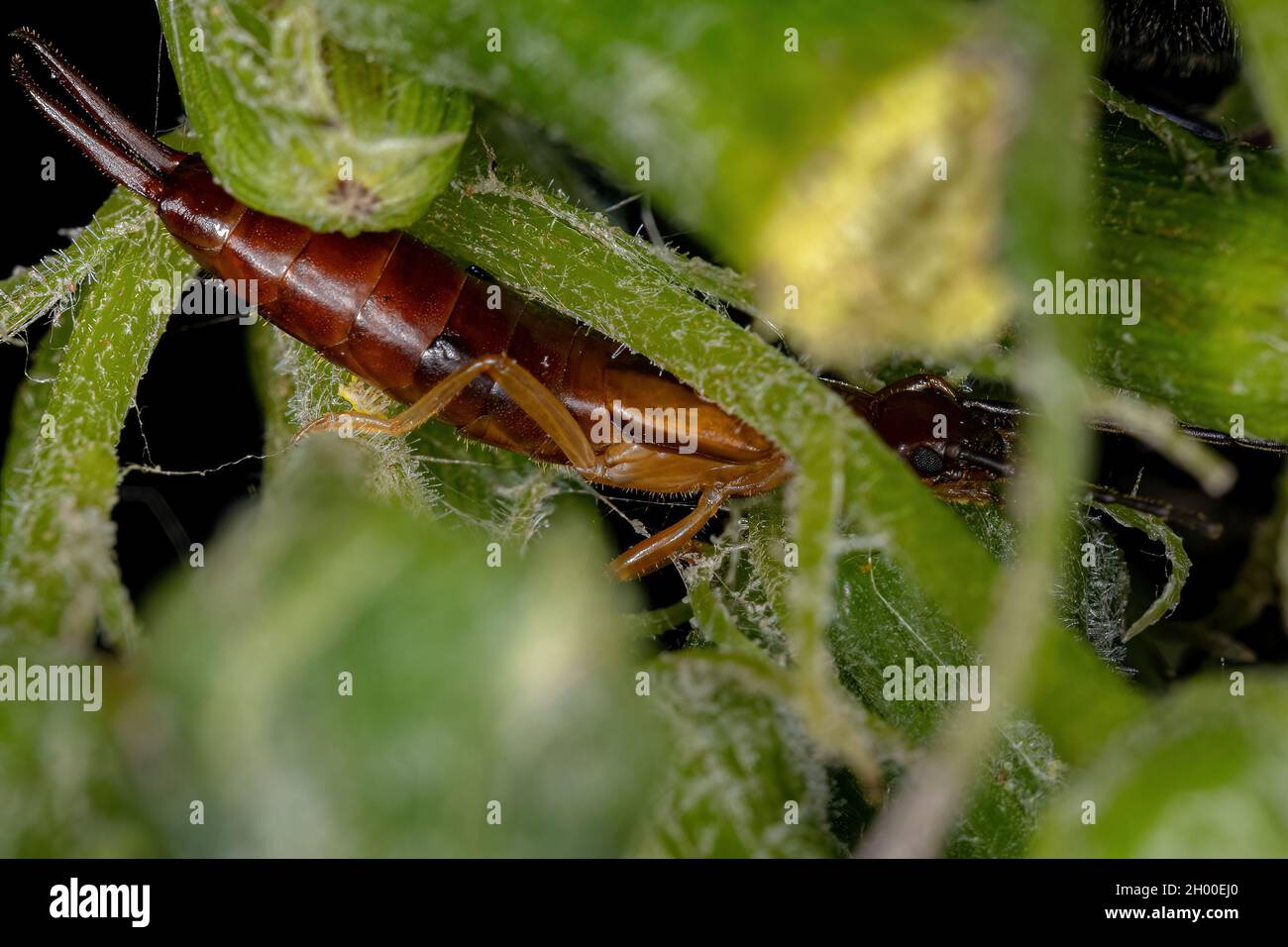 Adult Common Earwig of the Family Forficulidae Stock Photo