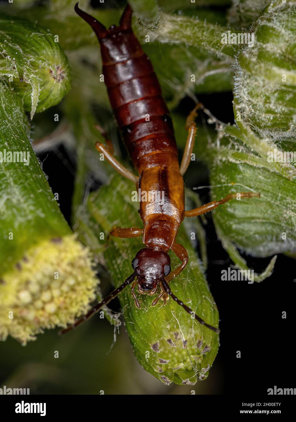 Adult Common Earwig of the Family Forficulidae Stock Photo