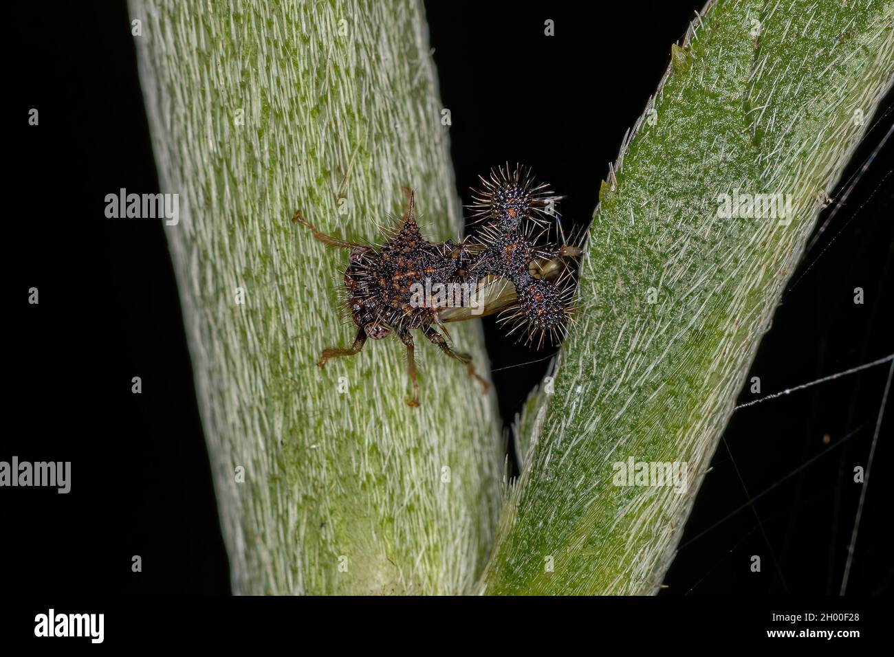 Adult Ant-mimicking Treehopper of the species Cyphonia clavigera Stock Photo