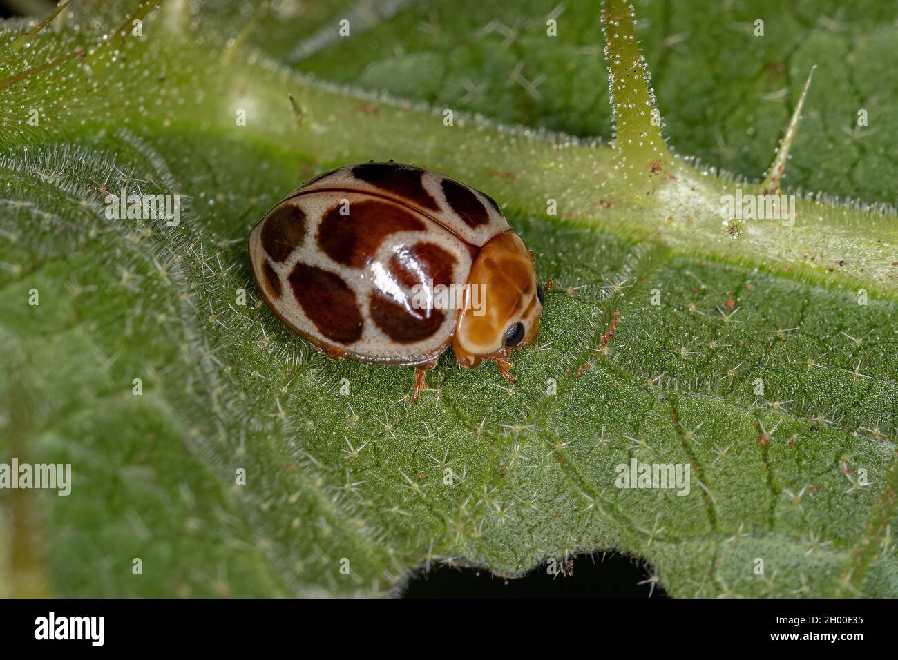 Adult Common Lady Beetle of the species Cycloneda conjugata Stock Photo