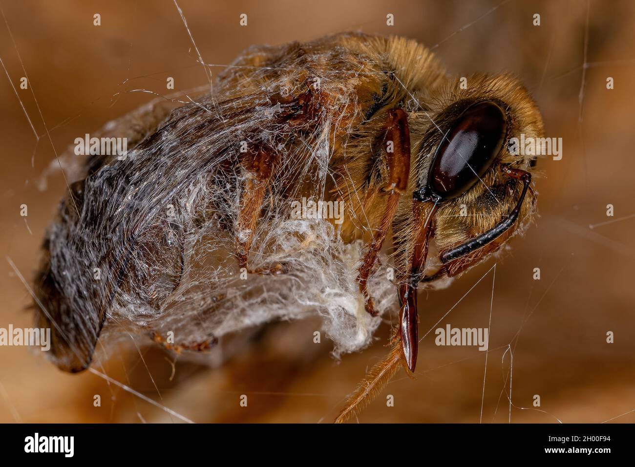 Adult Dead Honey Bee of the family apidae preyed on by a spider and covered in silk Stock Photo
