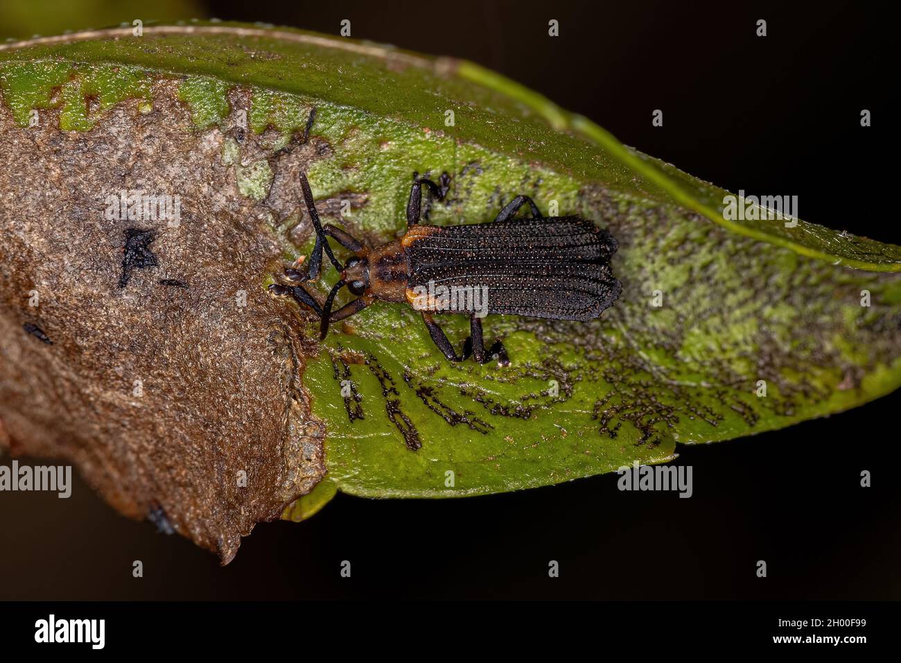 Adult Leaf Beetle of the Tribe Chalepini Stock Photo