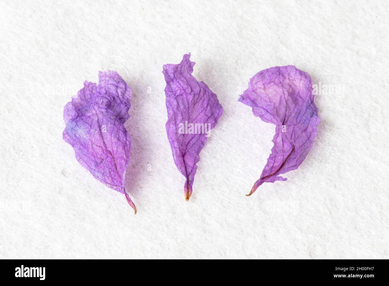 Purple and white petals hi-res stock photography and images - Alamy