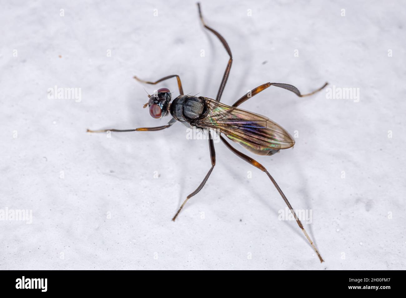 Adult Stiltlegged Fly of the Family MicropezidaeAdult Stiltlegged Fly