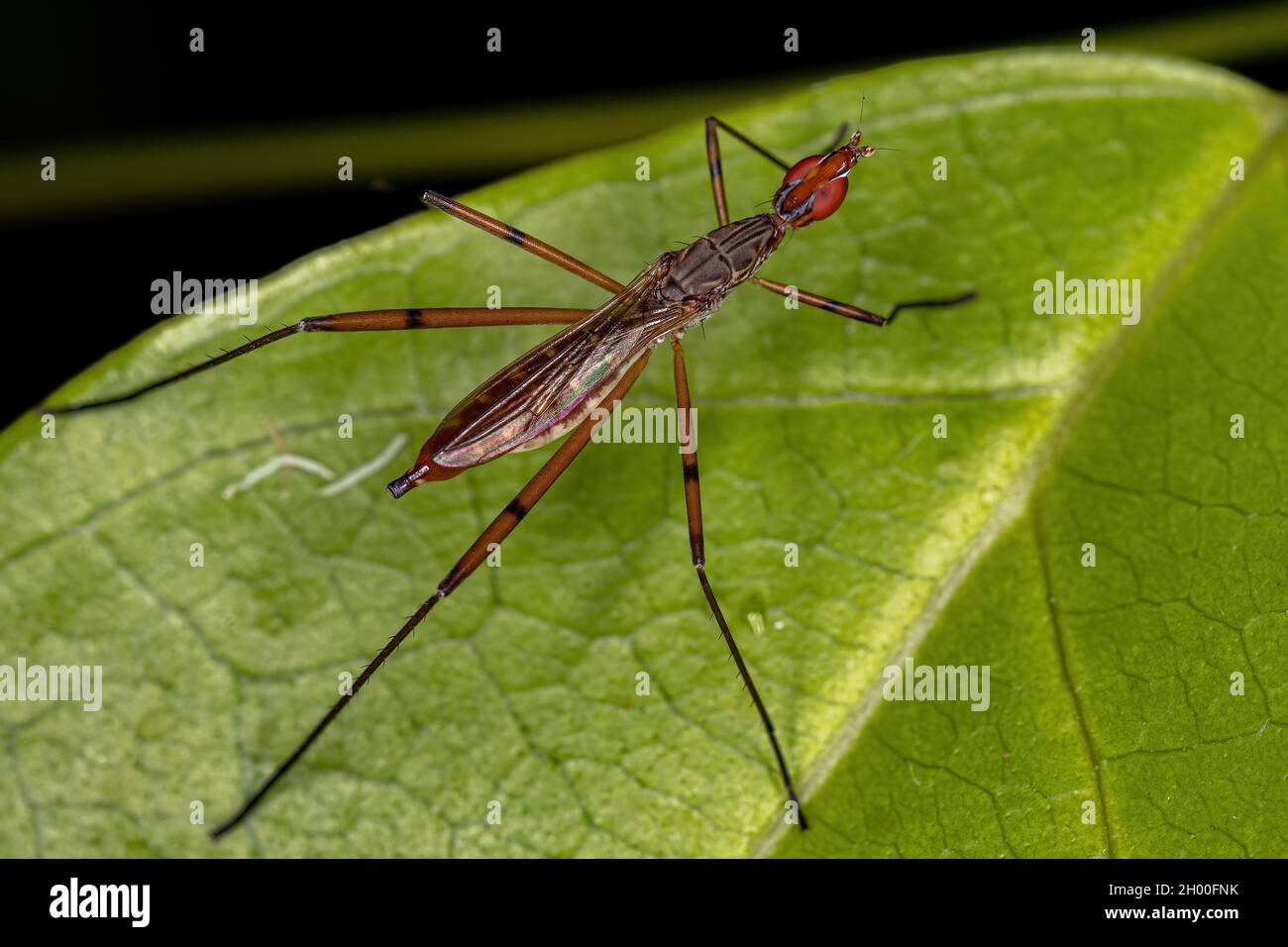Adult Stiltlegged Fly of the Genus Micropeza Stock Photo Alamy